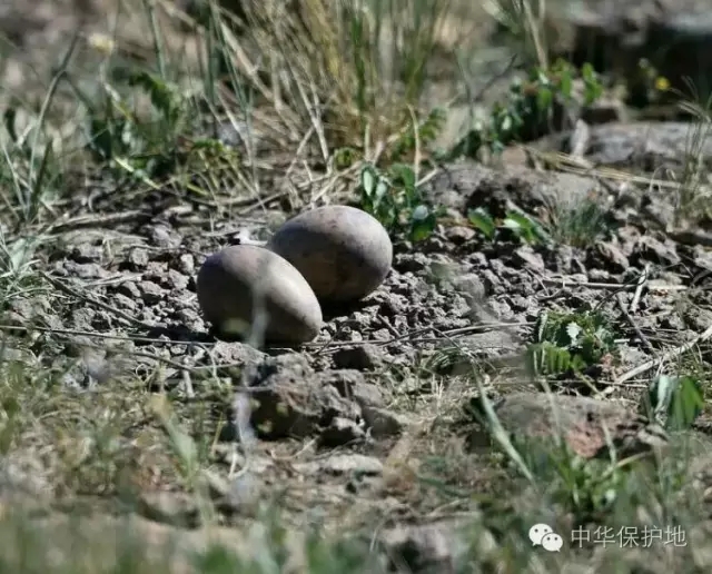 17.webp.jpg 17.webp.jpg