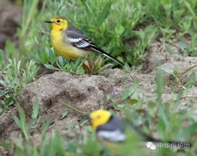 37.webp.jpg 37.webp.jpg