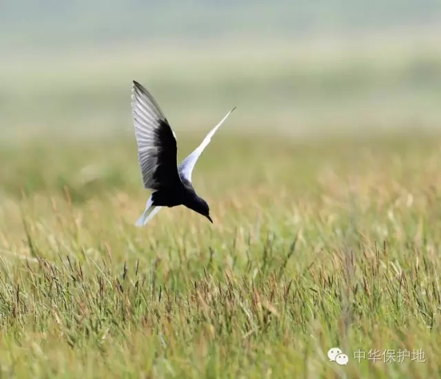 38.webp.jpg 38.webp.jpg