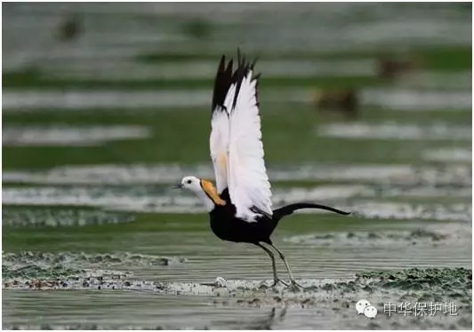 5.webp.jpg 5.webp.jpg