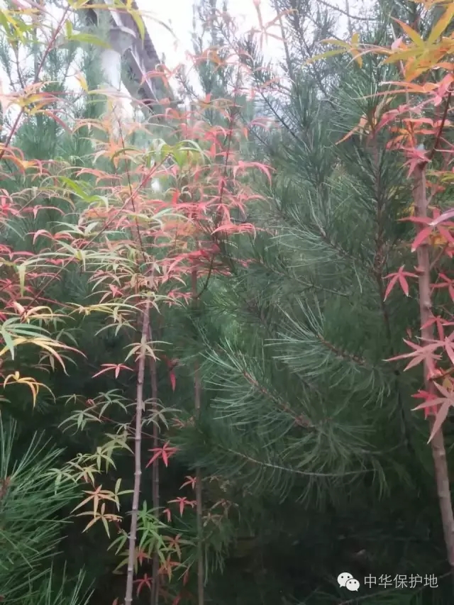 12.webp.jpg 12.webp.jpg