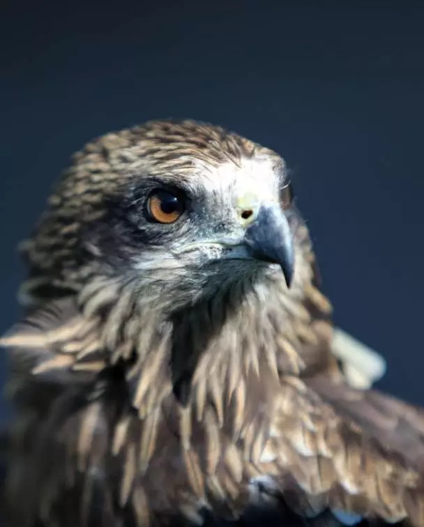 5.webp.jpg 5.webp.jpg