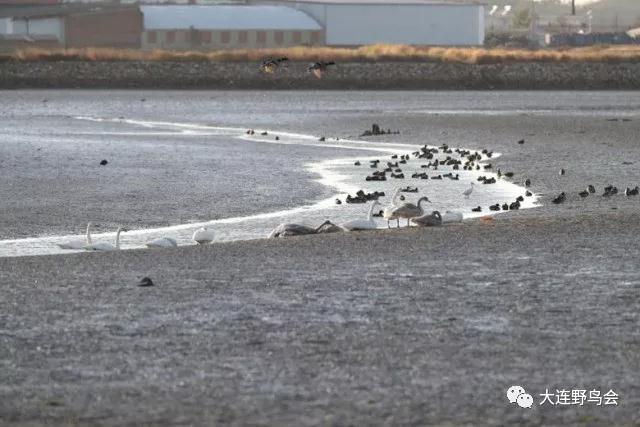 大连野鸟会3.jpg