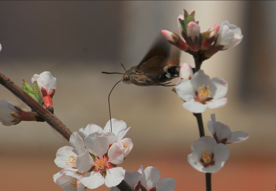 小豆长喙天蛾5-1.png 小豆长喙天蛾5-1.png