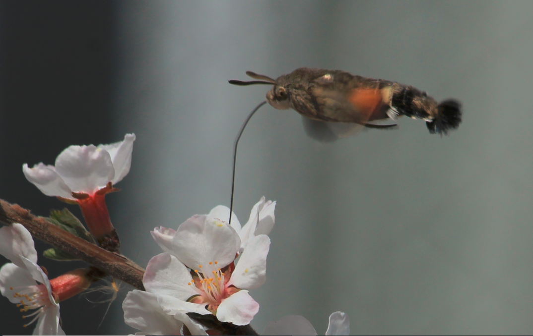 小豆长喙天蛾5-2.png 小豆长喙天蛾5-2.png