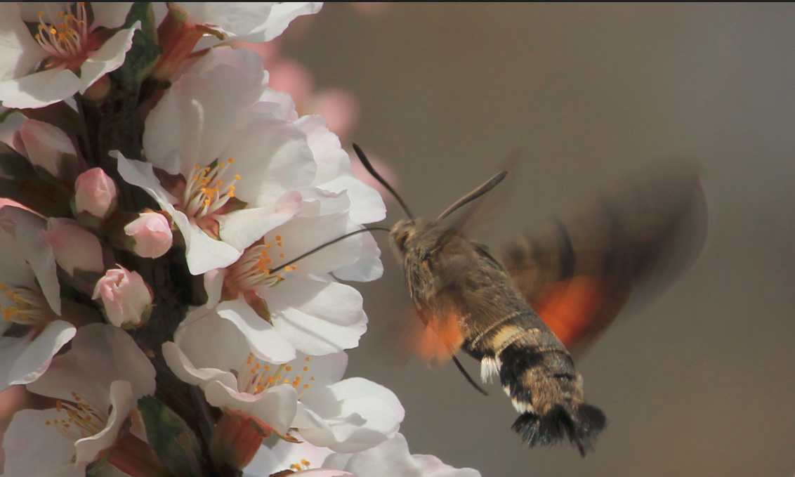 小豆长喙天蛾5-4.png 小豆长喙天蛾5-4.png