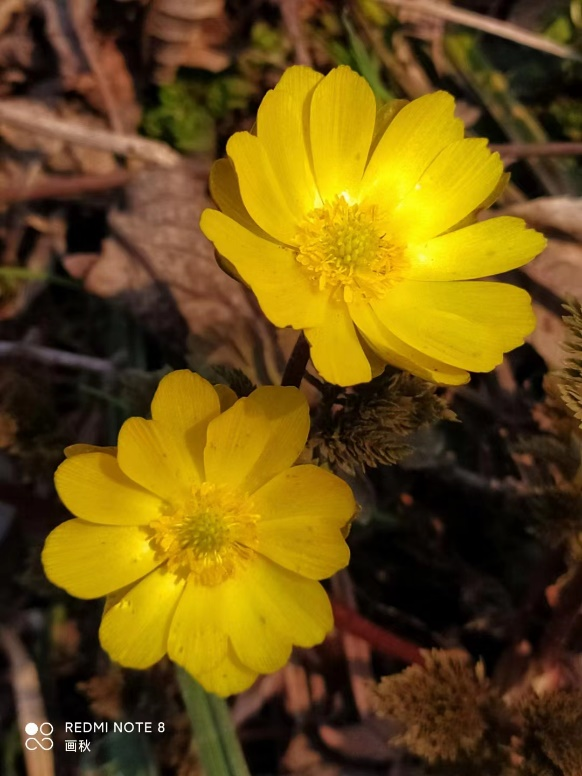 图片1.png 图片1.png