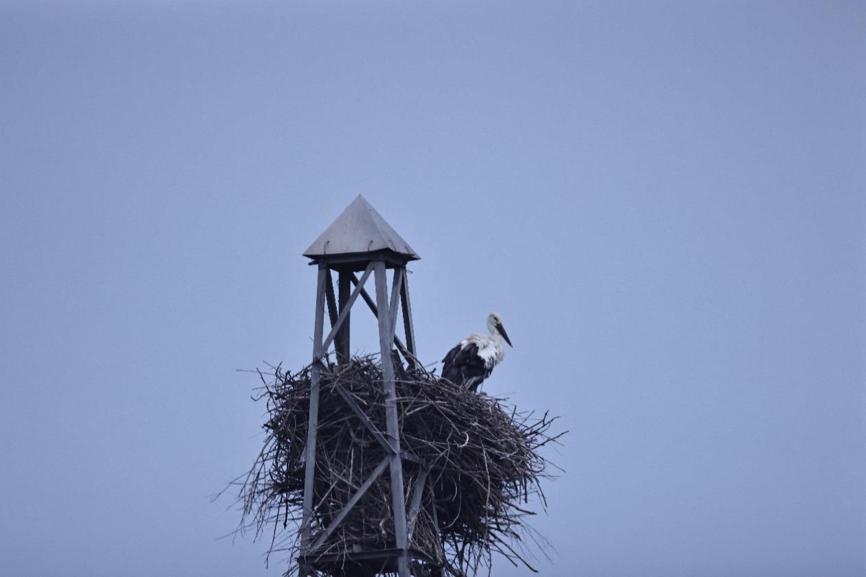 候鸟生命线二期培训图片3.png 候鸟生命线二期培训图片3.png